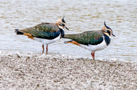 Northern Lapwing