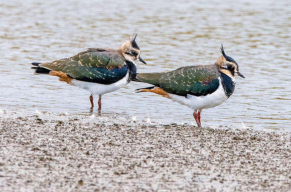 Northern Lapwing
