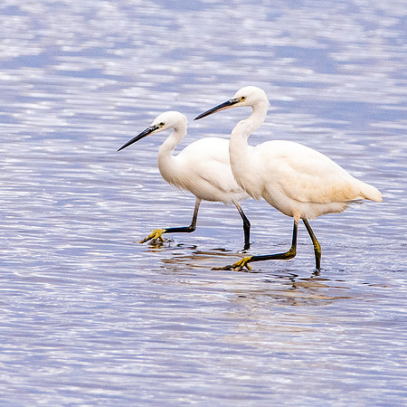 Little egret