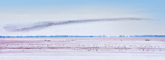 Murmuration, knots