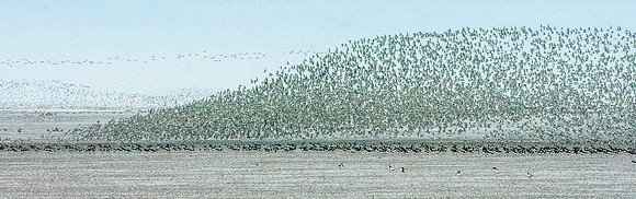 Murmuration, knots