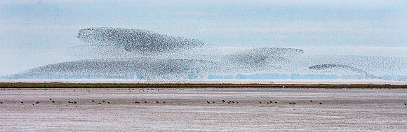 Murmuration, knots
