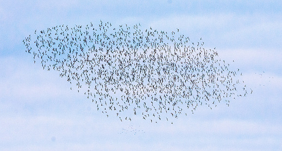 Murmuration, knots