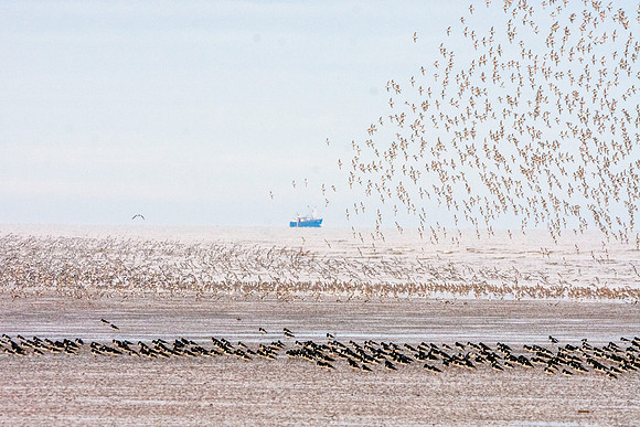 Murmuration, knots