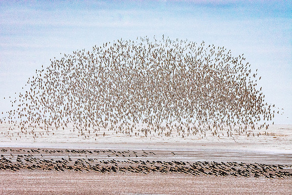 Murmuration, knots