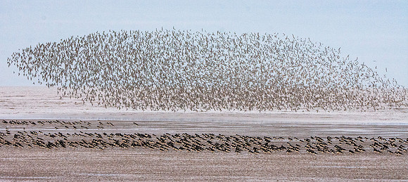 Murmuration, knots