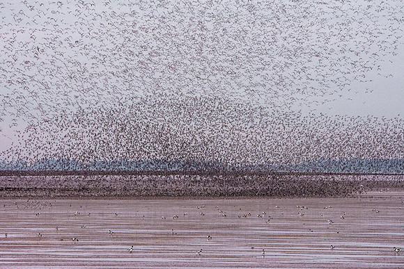Murmuration, knots