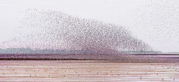 Murmuration, knots