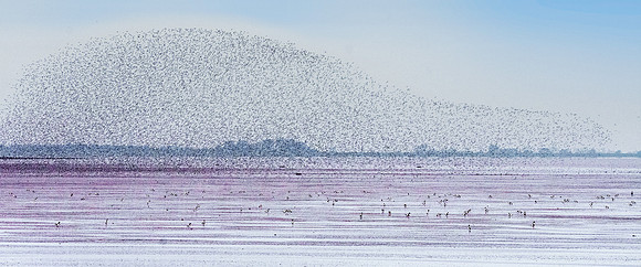 Murmuration, knots