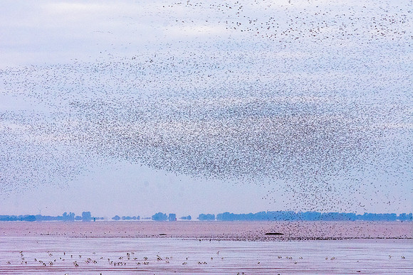 Murmuration, knots