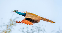 Indian peafowl, flying