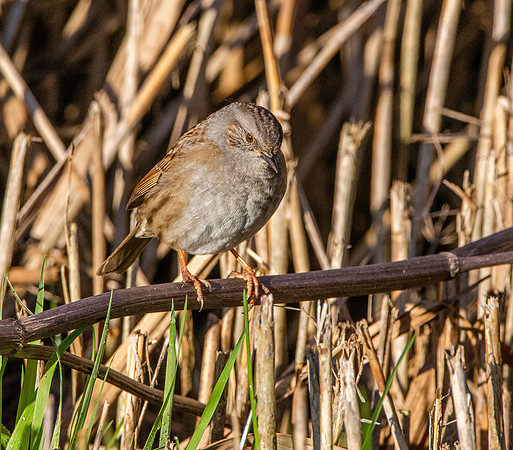Dunnock / Hedge sparrow