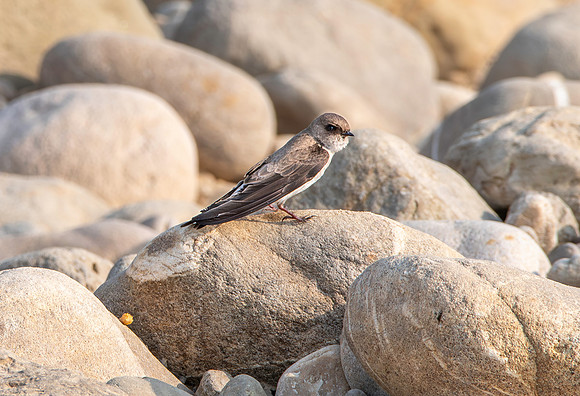 Pale martin