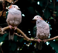Green Imperial pigeons