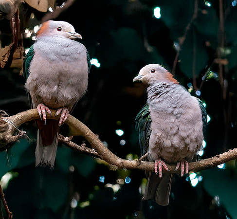 Green Imperial pigeons