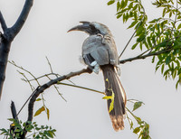 Indian Grey hornbill