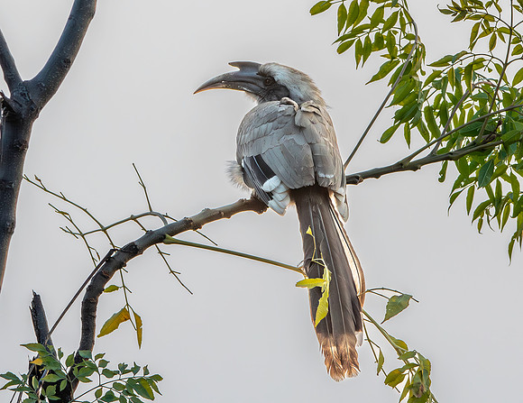 Indian Grey hornbill