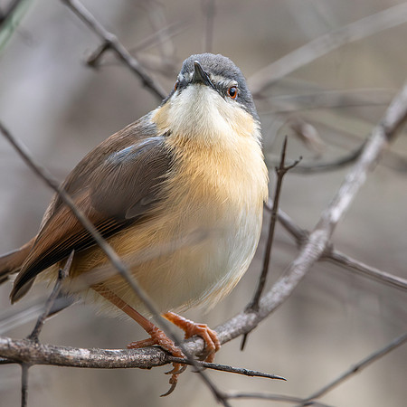 Ashy prinia