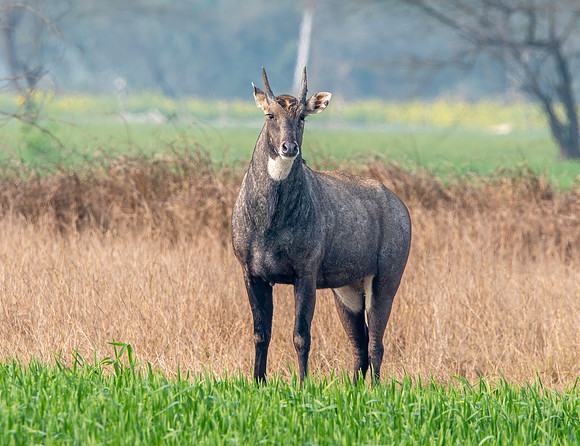 Nilgai / blue bull antelope