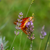 Jersey Tiger Moth