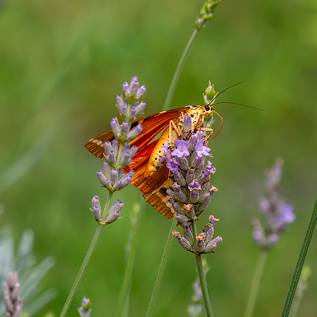 Jersey Tiger Moth