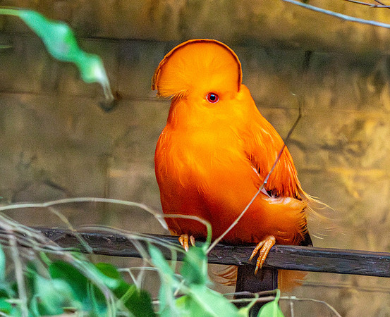 Guianan cock-of-the-rock, male