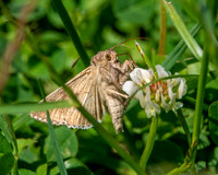 Silver Y moth