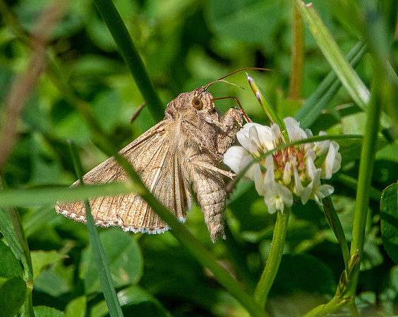 Silver Y moth