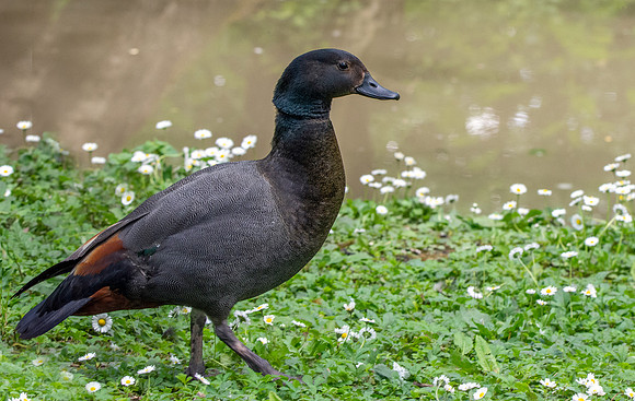 Paradise shelduck, male