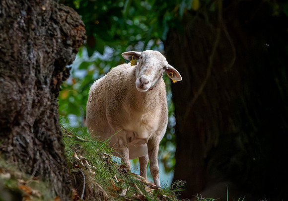 Lacaune sheep