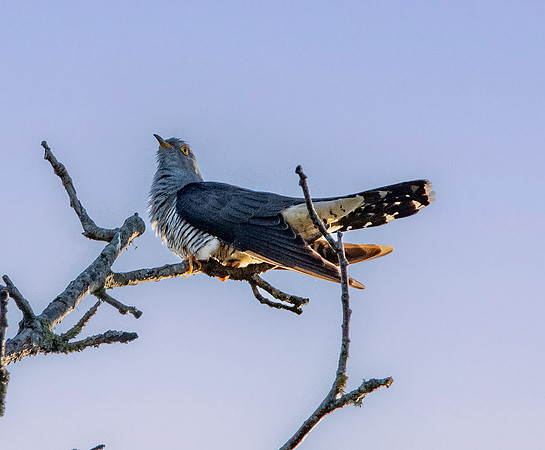 Common cuckoo, male