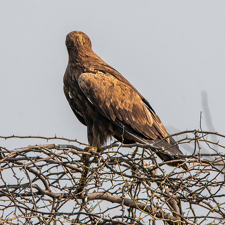 Greater spotted eagle