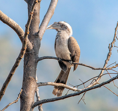 Indian Grey hornbill