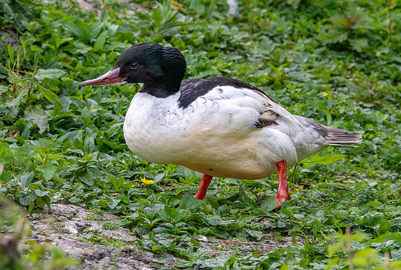 Goosander / common merganser, male