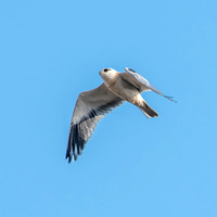 Black winged kite