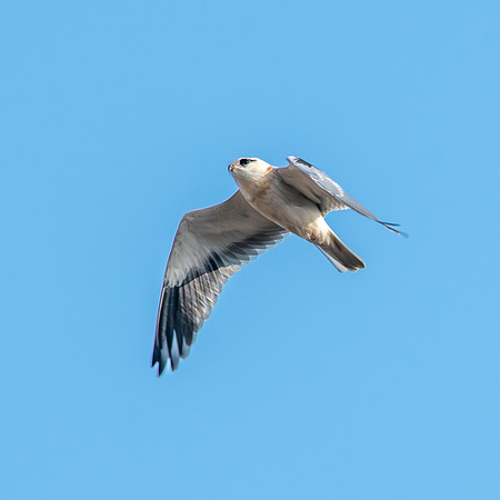 Black winged kite