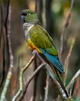 Burrowing parrot