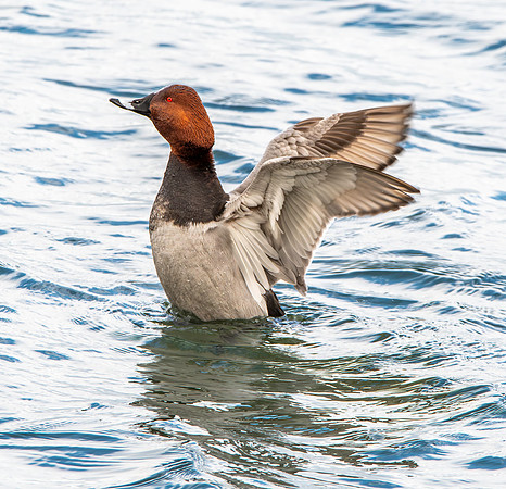 Common pochard
