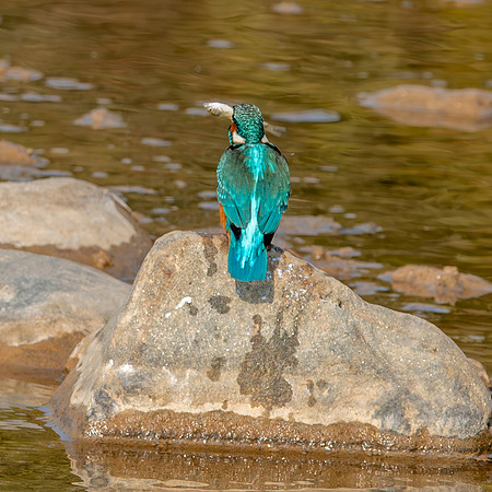 Little Indian Kingfisher