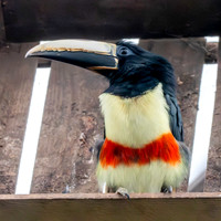 Black necked aracari