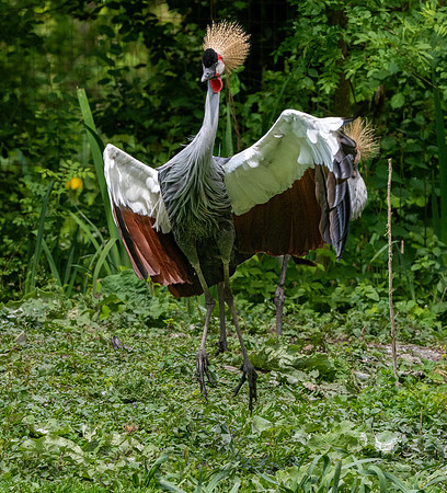 Grey crowned crane