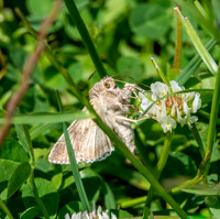 Silver Y moth