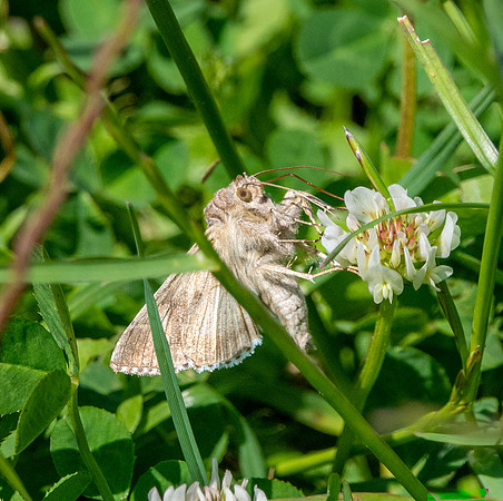 Silver Y moth