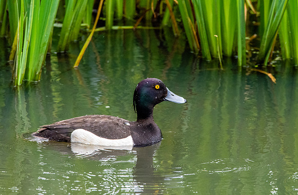 Tufted duck, male