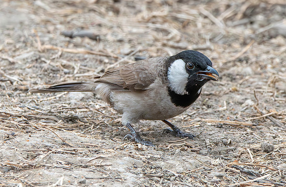 White eared bulbul