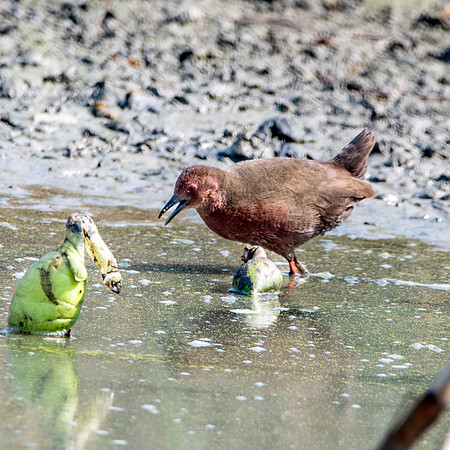 Ruddy breasted crake