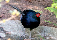 Mikado pheasant