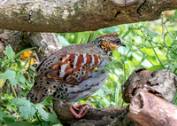 White necklaced partridge