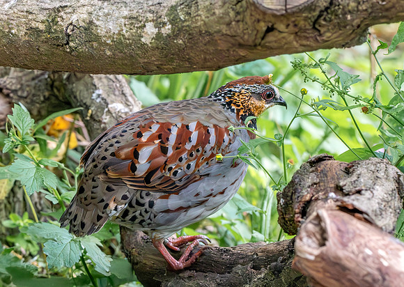 White necklaced partridge