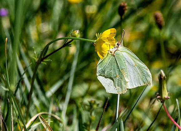 Common brimstone
